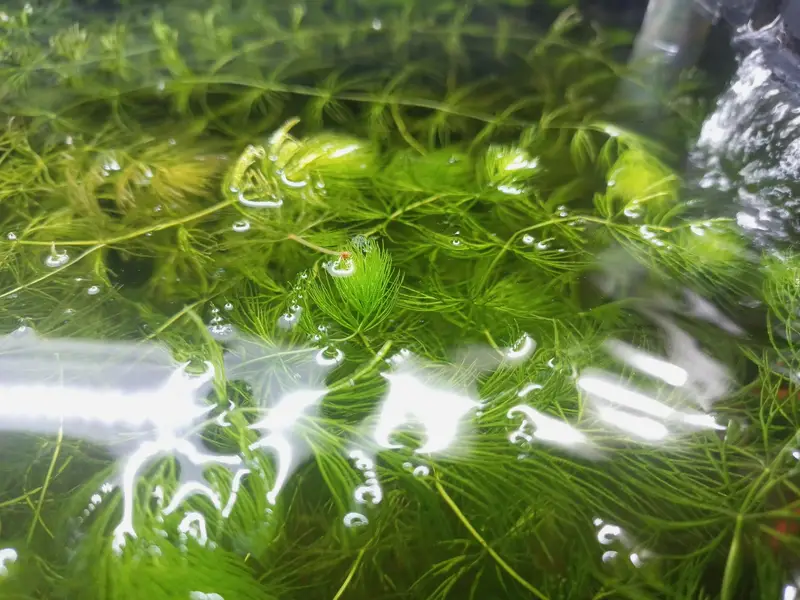 Aquarium Hornwort plant. — photo 5