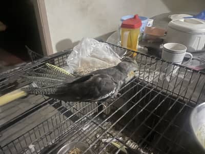 Cocktail chick for hand tame
