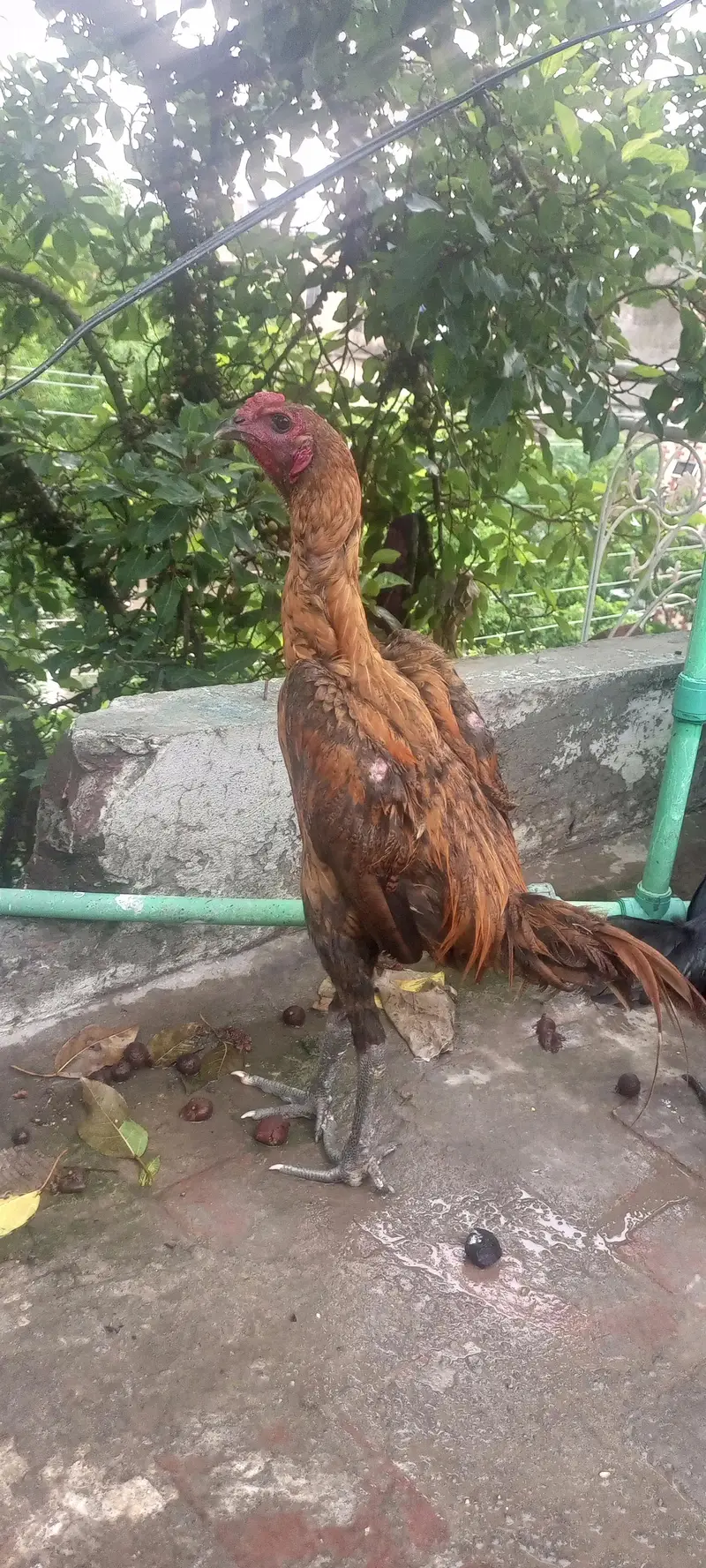 dragon Aseel — photo 3