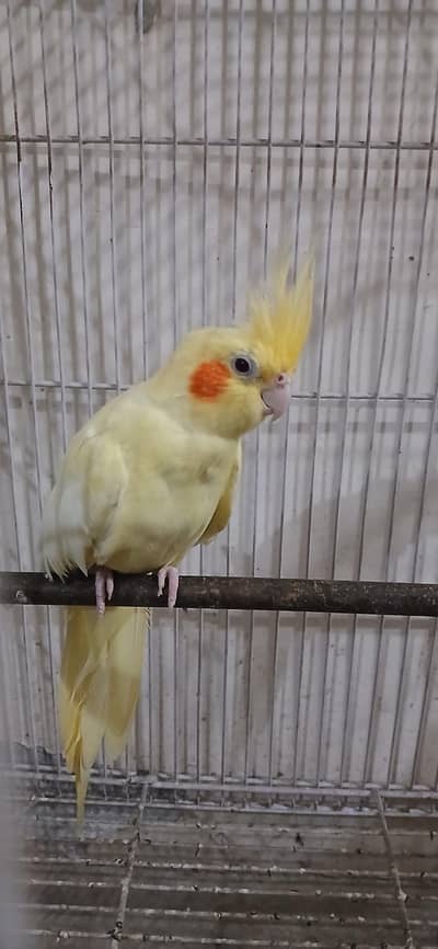 Cocktail Female For Sell