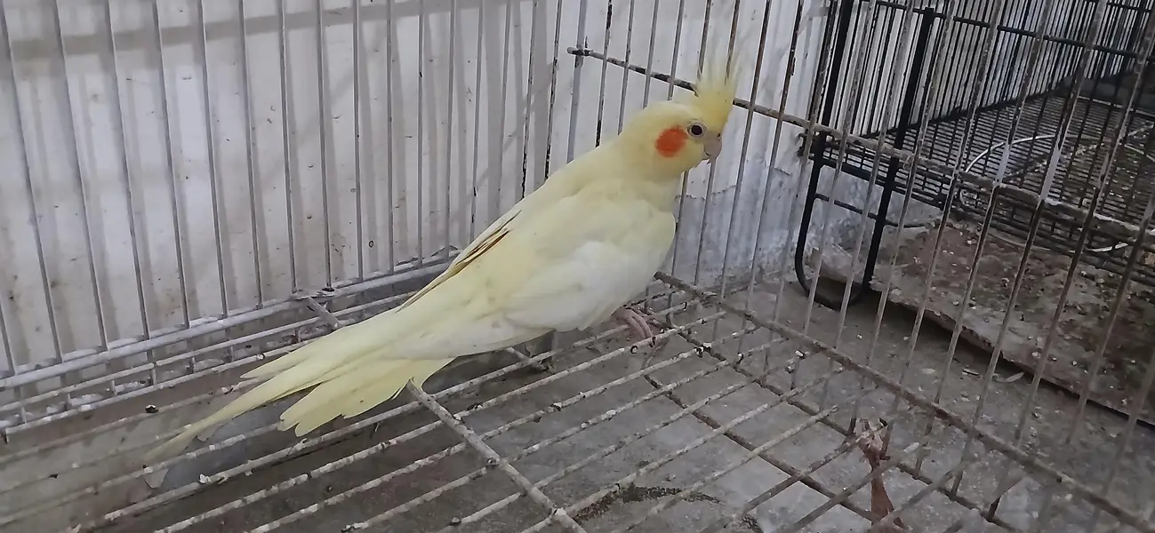 Cocktail Female For Sell — photo 2