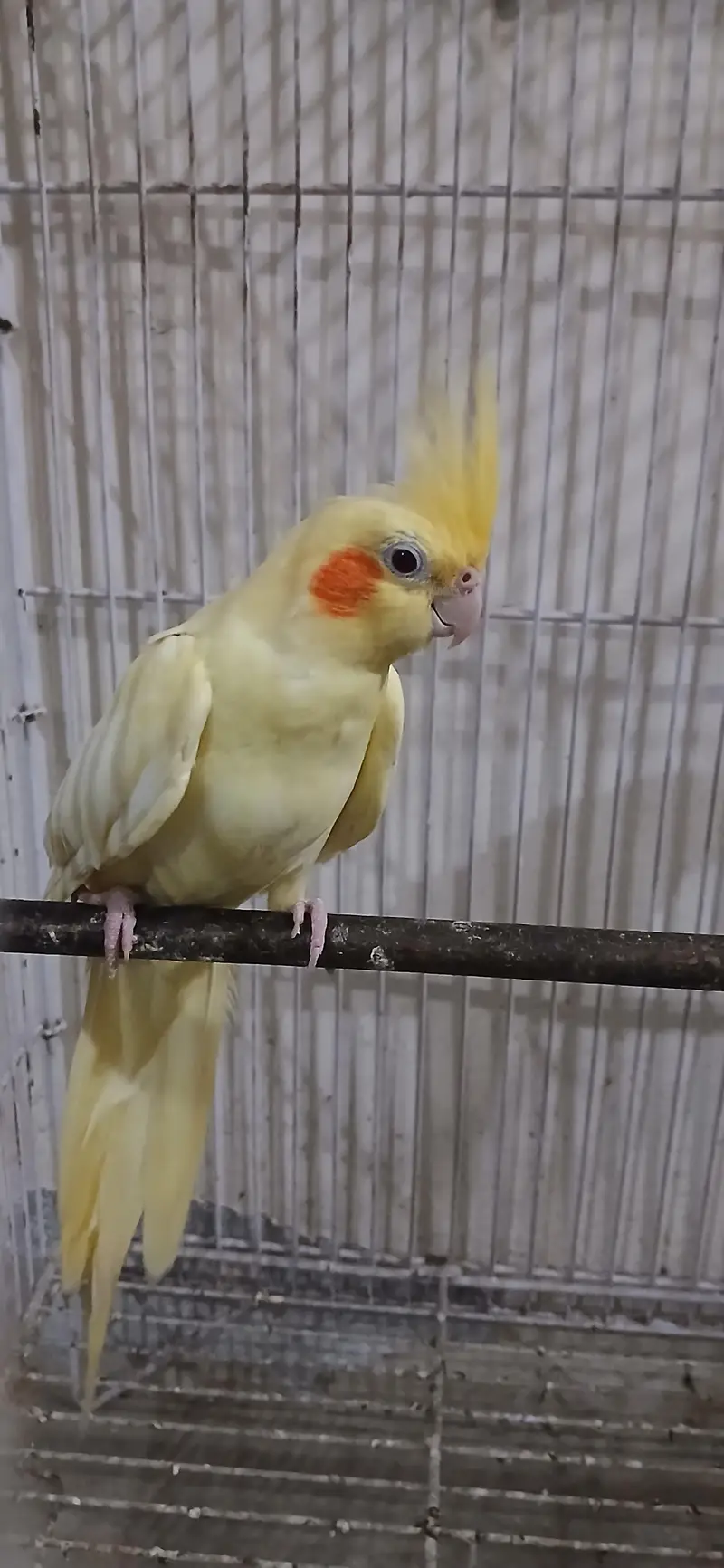 Cocktail Female For Sell — photo 4