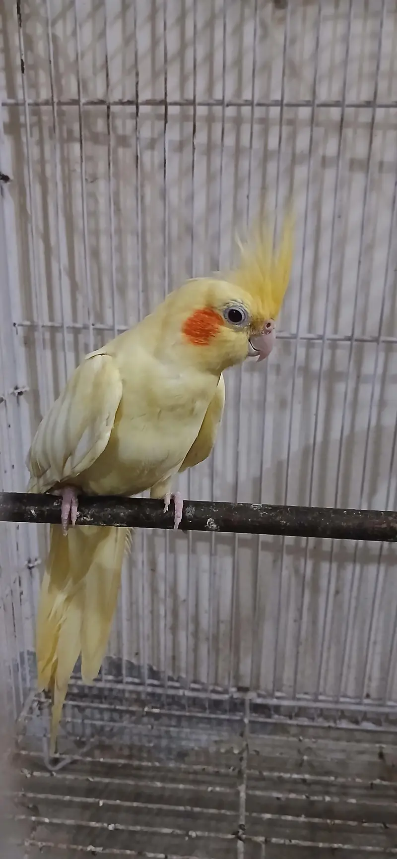 Cocktail Female For Sell — photo 5