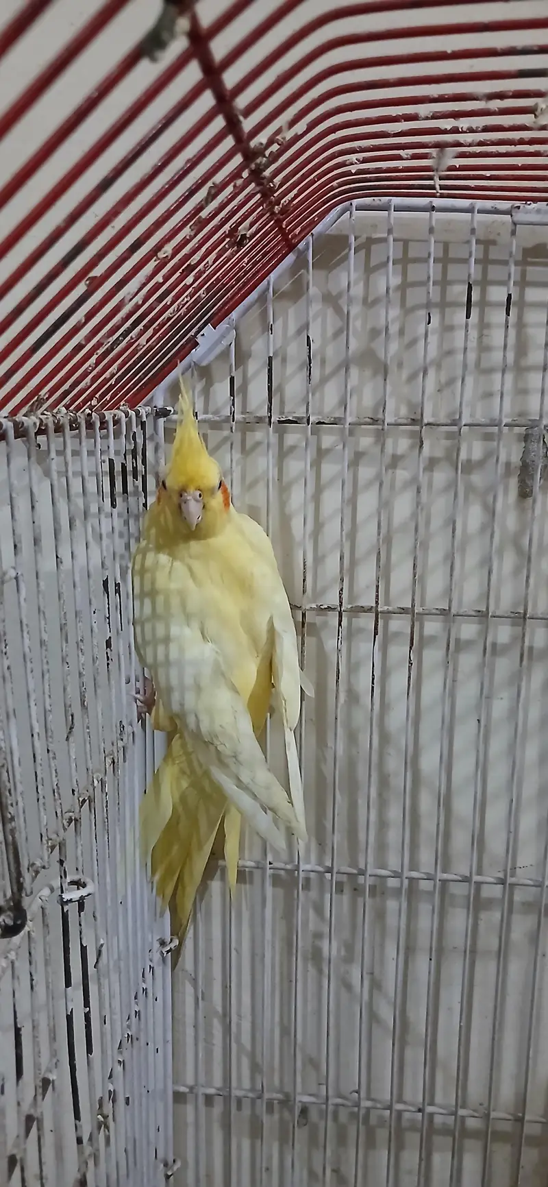 Cocktail Female For Sell — photo 6
