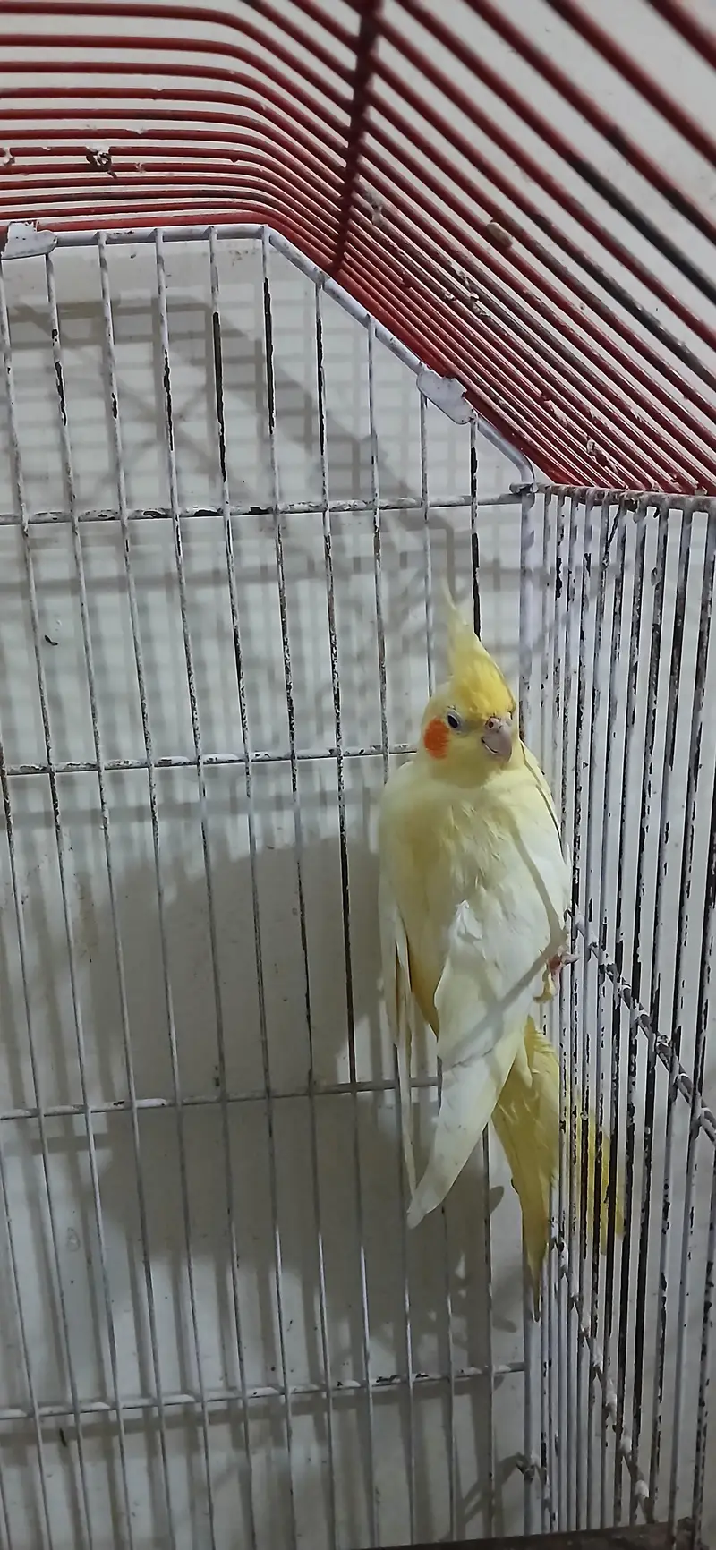 Cocktail Female For Sell — photo 7