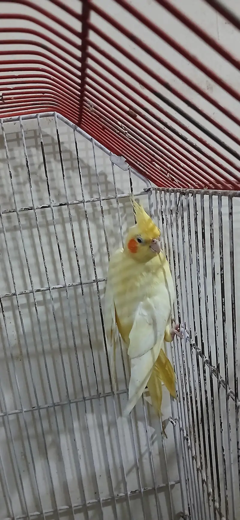 Cocktail Female For Sell — photo 8
