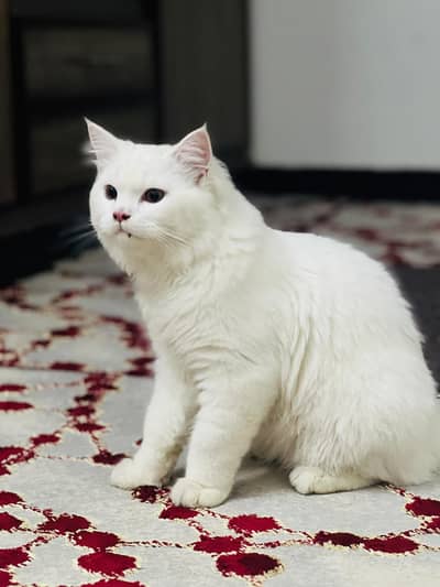 Healthy White Persian Male Cat – 1 Year Old