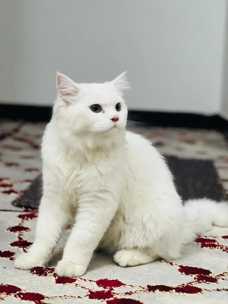 Healthy White pure Persian Male Cat – 1 Year Old — photo 2
