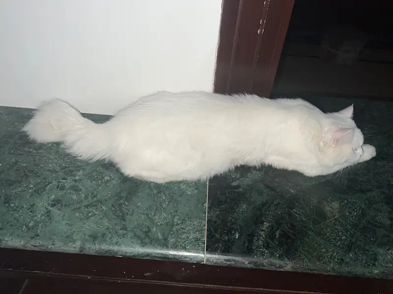 Healthy White pure Persian Male Cat – 1 Year Old — photo 3