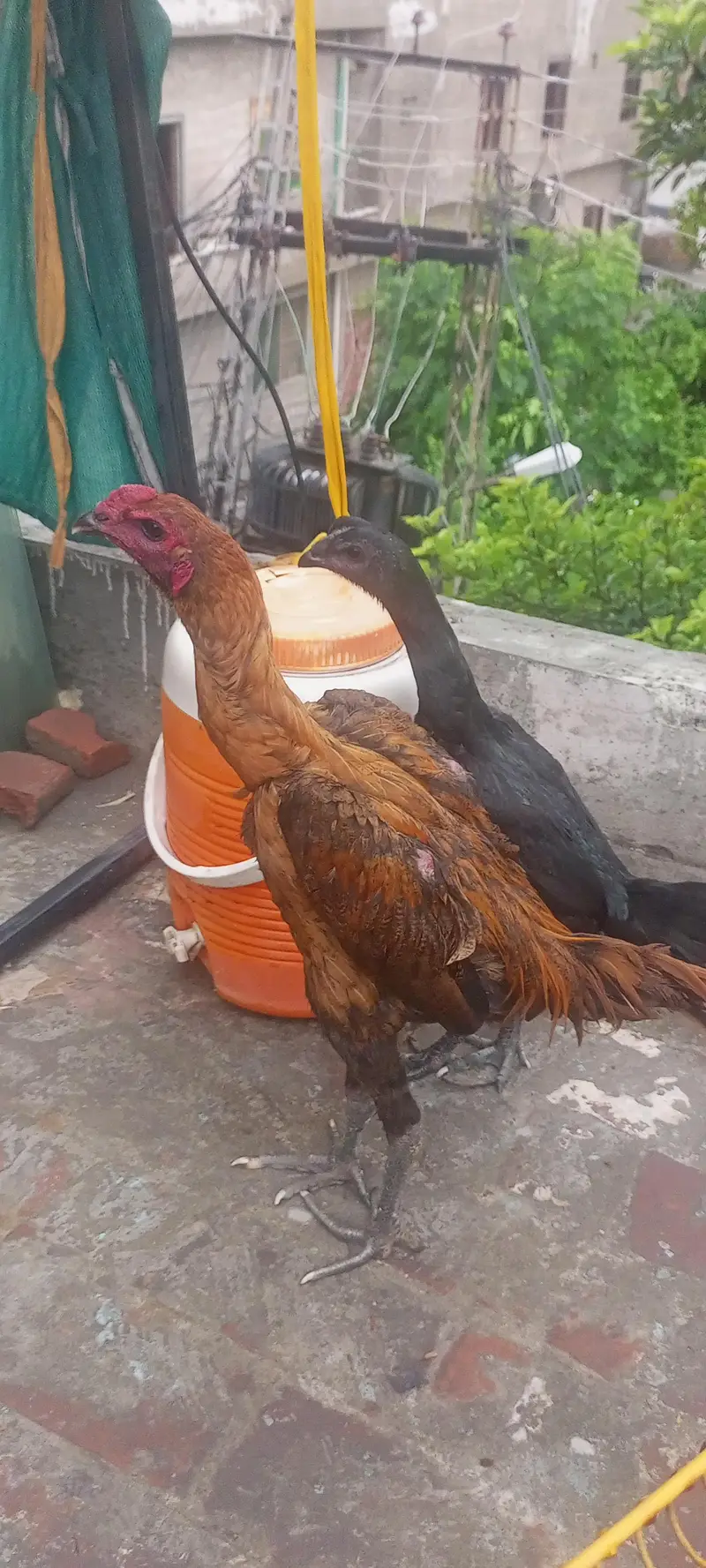 Dragon Aseel Breeder — photo 2