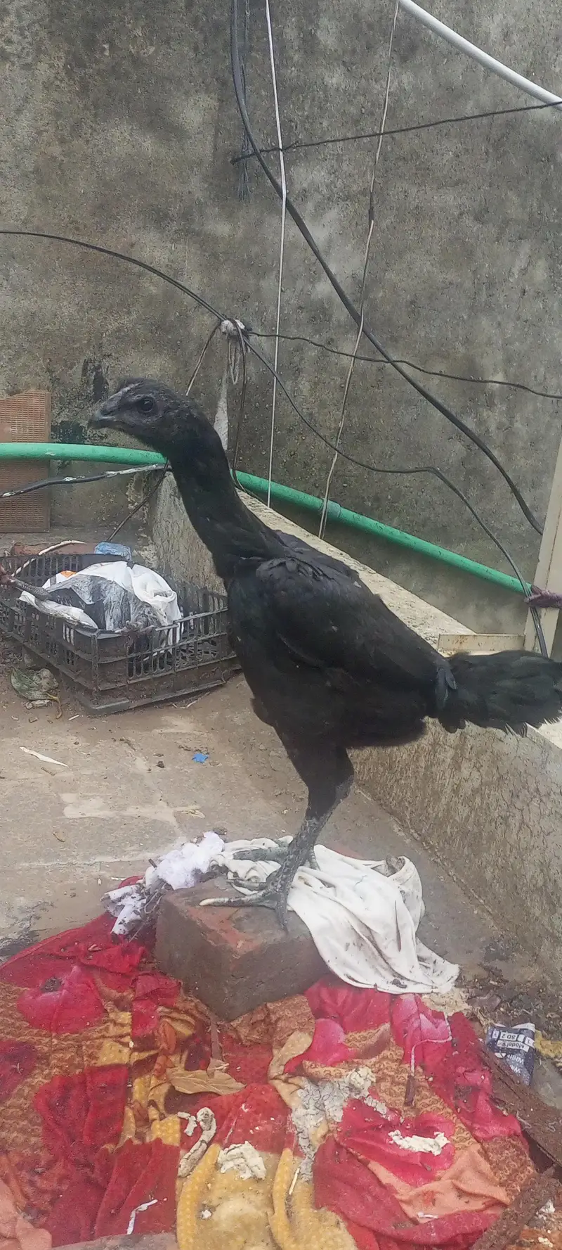 Dragon Aseel Breeder — photo 3