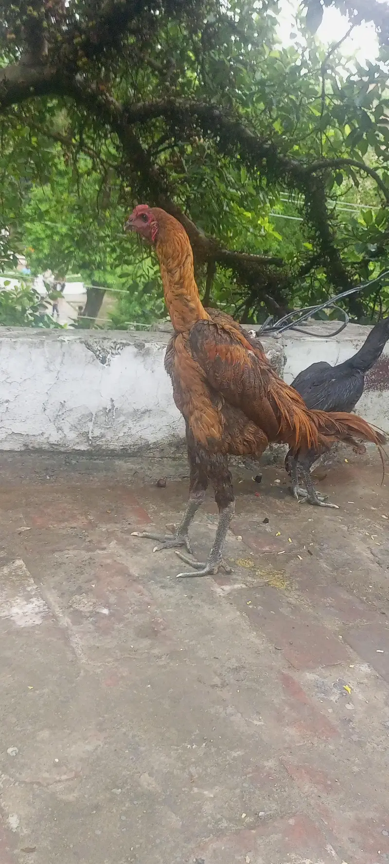 Dragon Aseel Breeder — photo 4