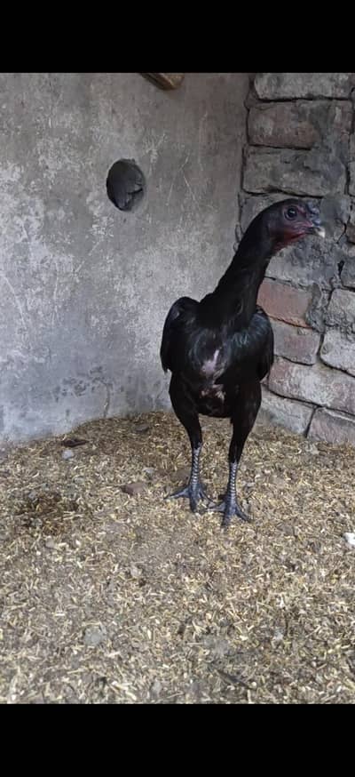 dragon female top notch quality  Whatsapp 0/3/00/4/4/4/5/3/0/7