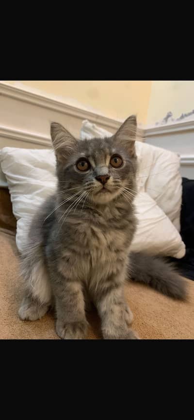 Persian kitten