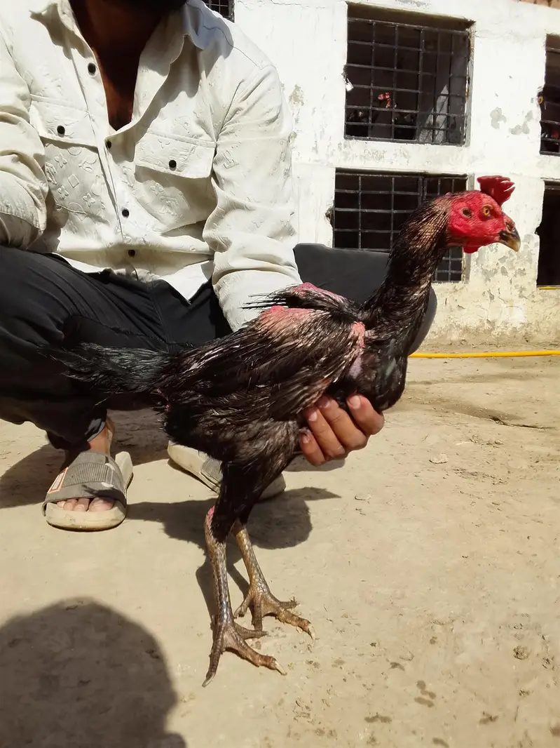 Burmi back footer aseel hens in cheap price — photo 2