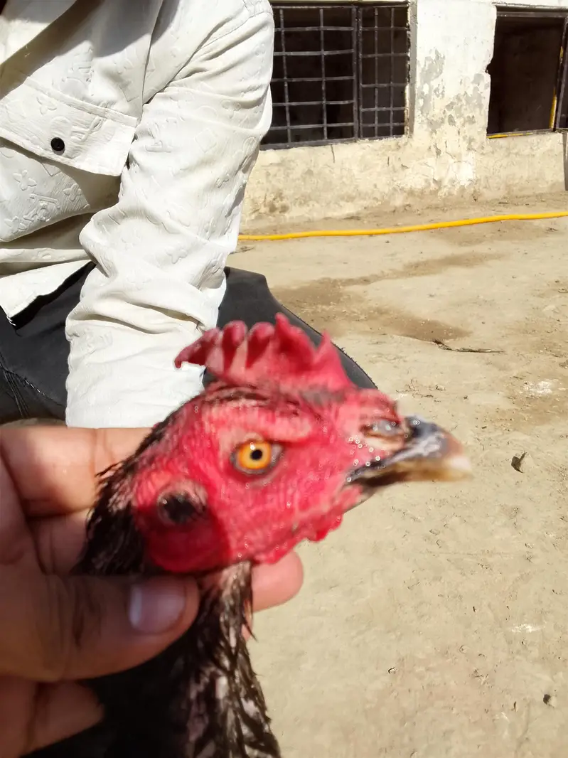 Burmi back footer aseel hens in cheap price — photo 3