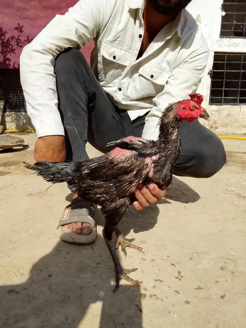 Burmi back footer aseel hens in cheap price — photo 4