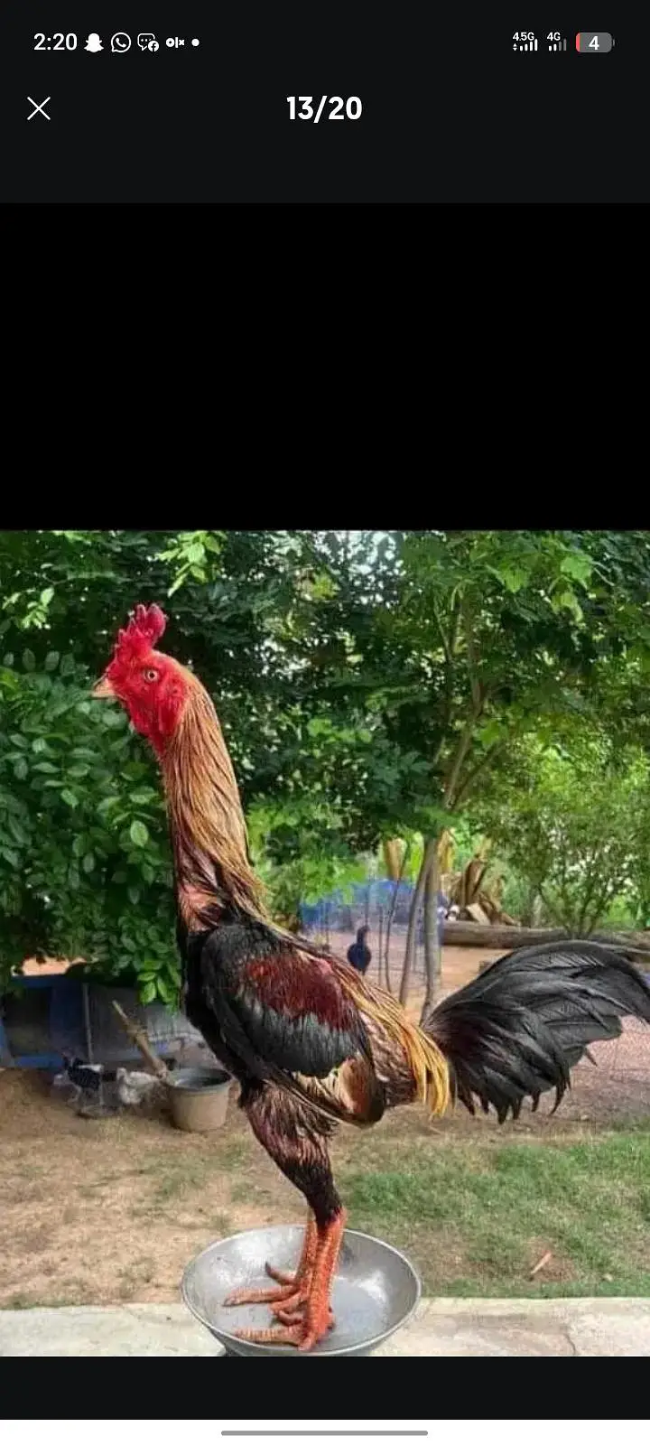 Burmi back footer aseel hens in cheap price — photo 5