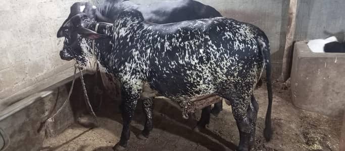 bachra pur cholistani