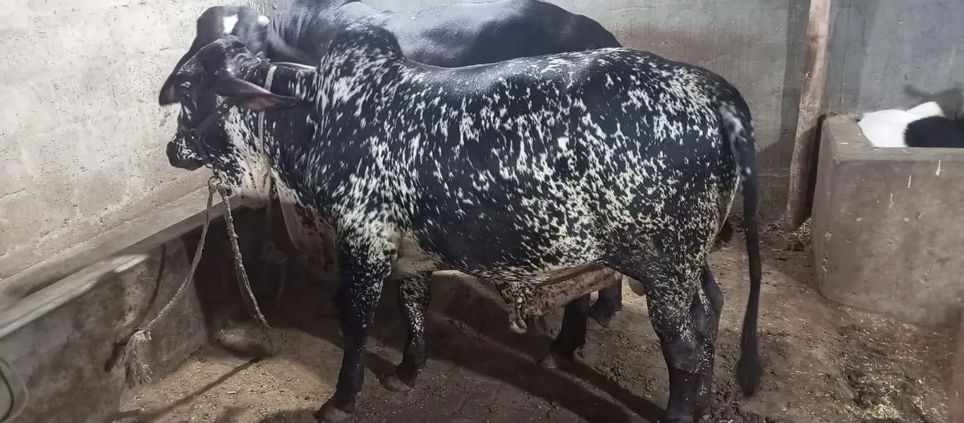 bachra pur cholistani