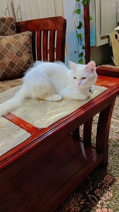 persian cat