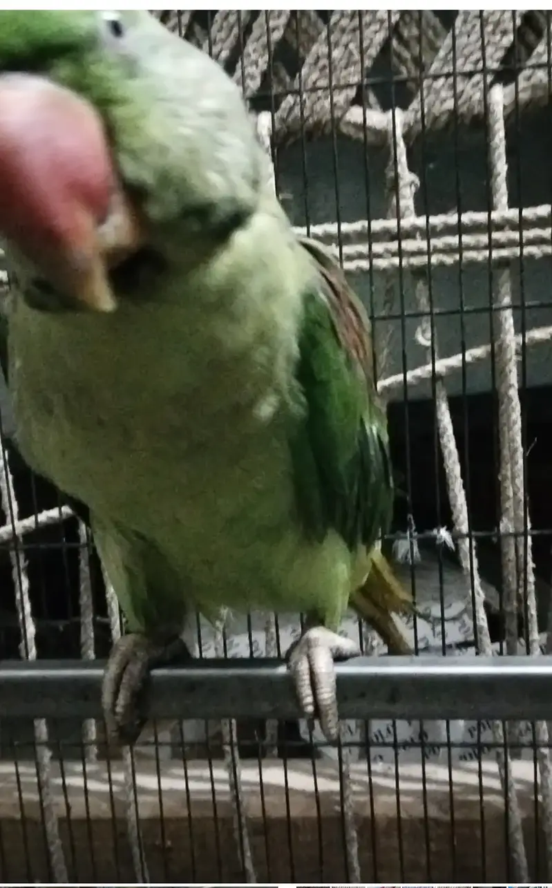 02 talking Sami tame Raw males age 2 years old — photo 2