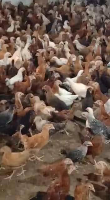 Golden Misri Chicks 2.5 month Vaccinated