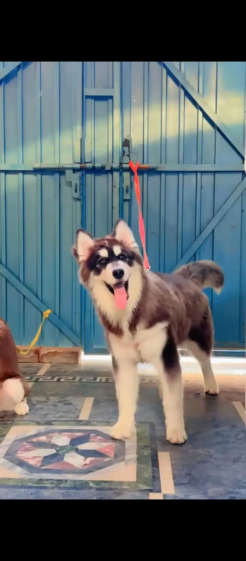 Siberian Husky Top quality