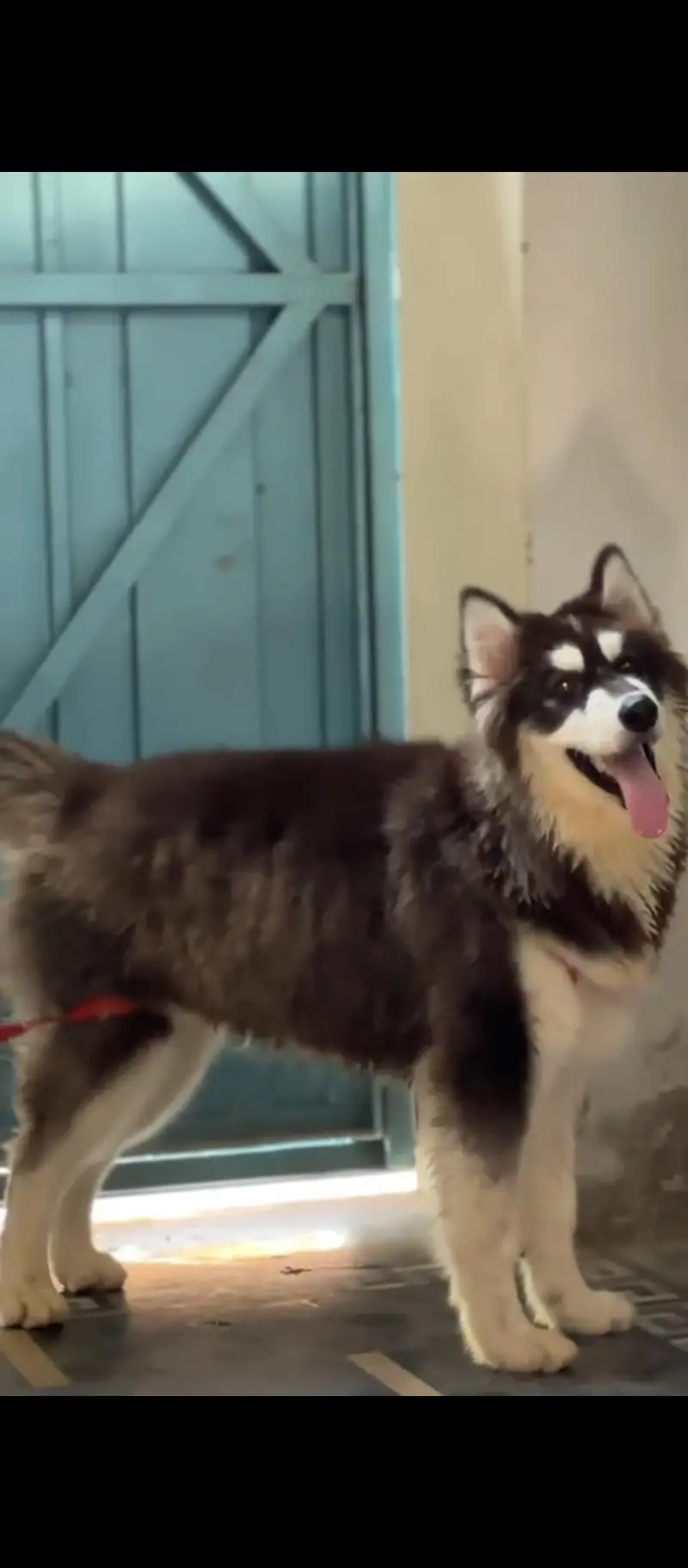Siberian Husky Top quality — photo 2