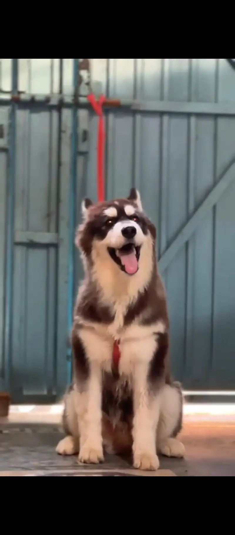 Siberian Husky Top quality — photo 4