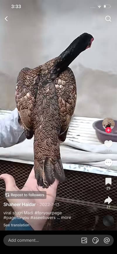 Shajri Mian wali hight quality