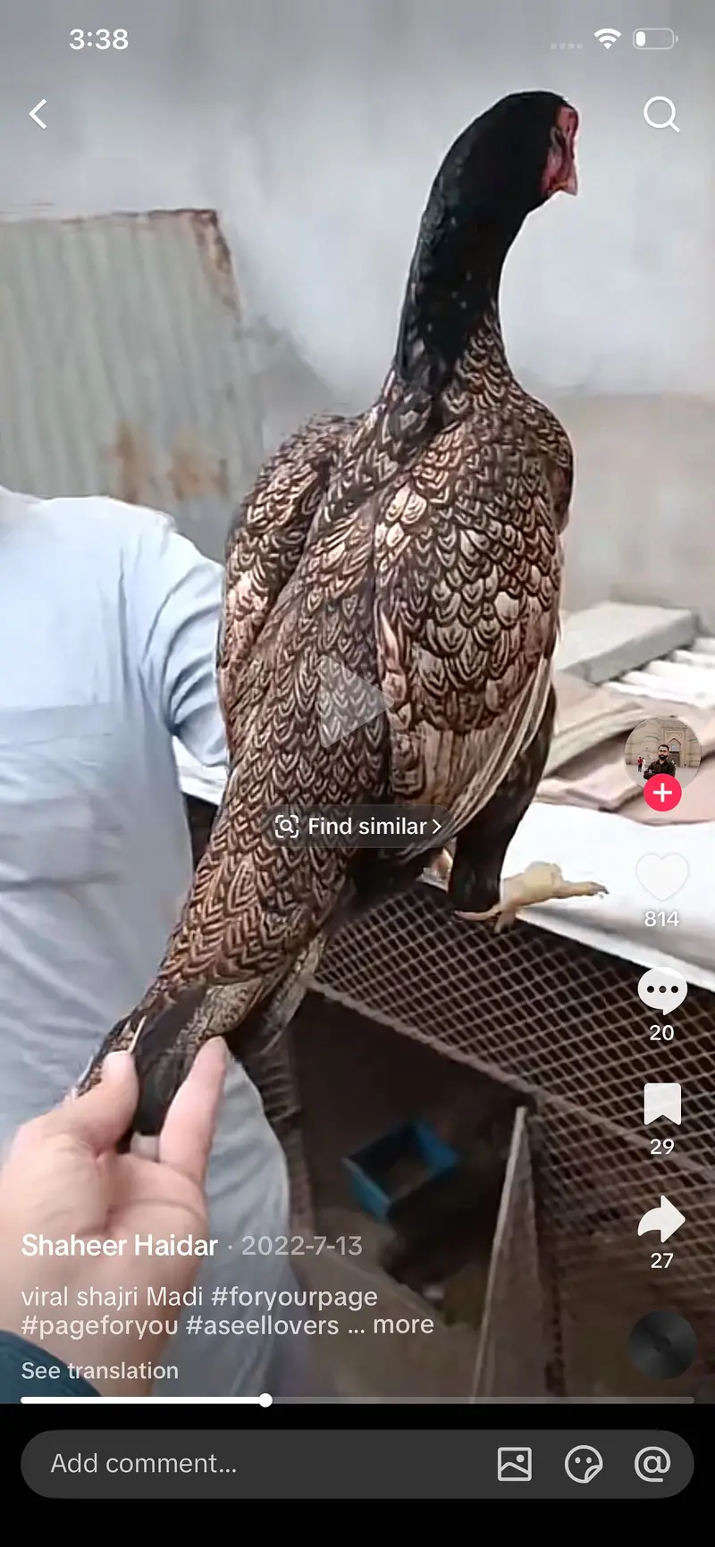 Shajri Mian wali hight quality — photo 3