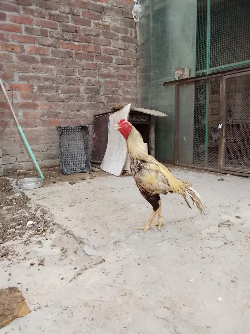 breeder — photo 3