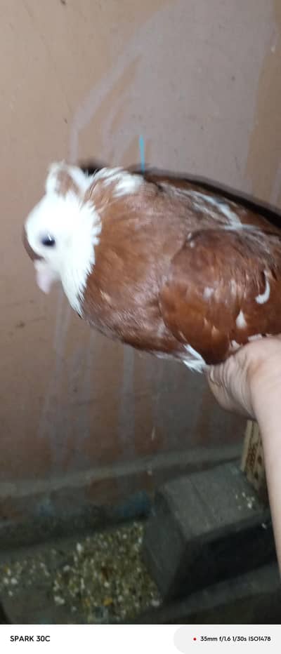 female pegion