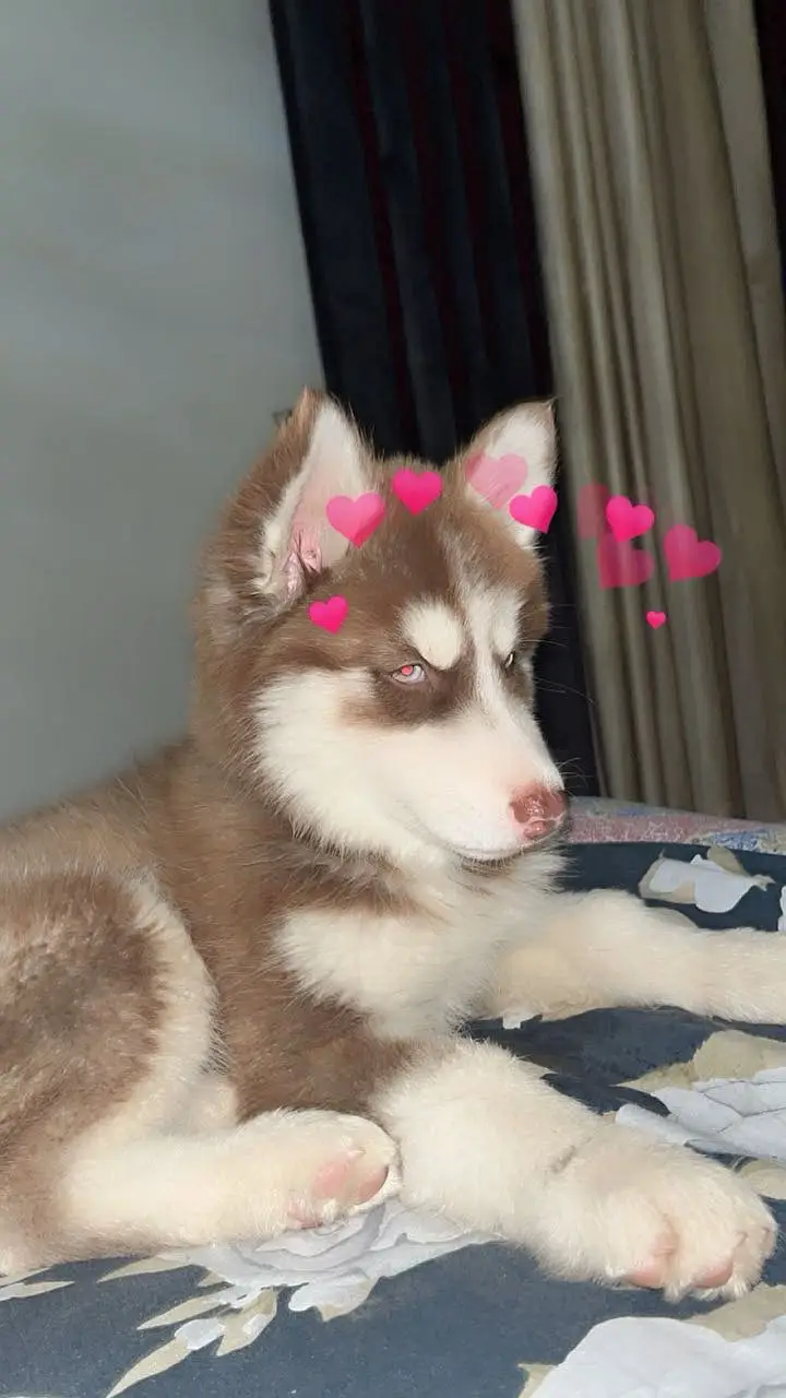 Want to sell my siberian husky Dog