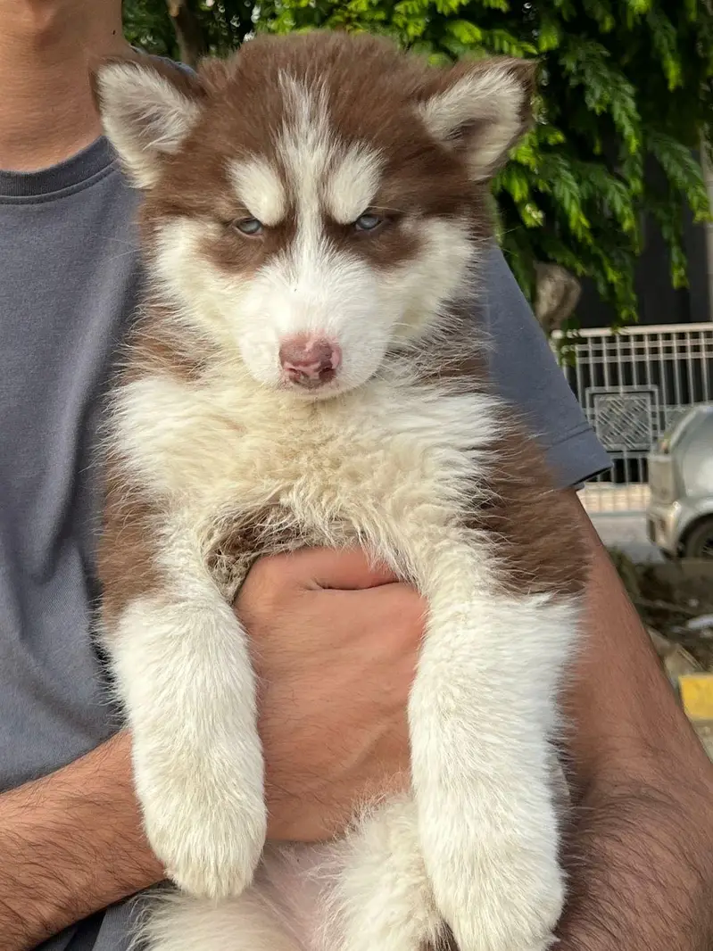 Want to sell my siberian husky Dog — photo 2