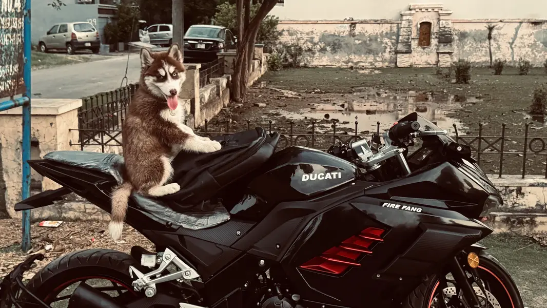 Want to sell my siberian husky Dog — photo 3