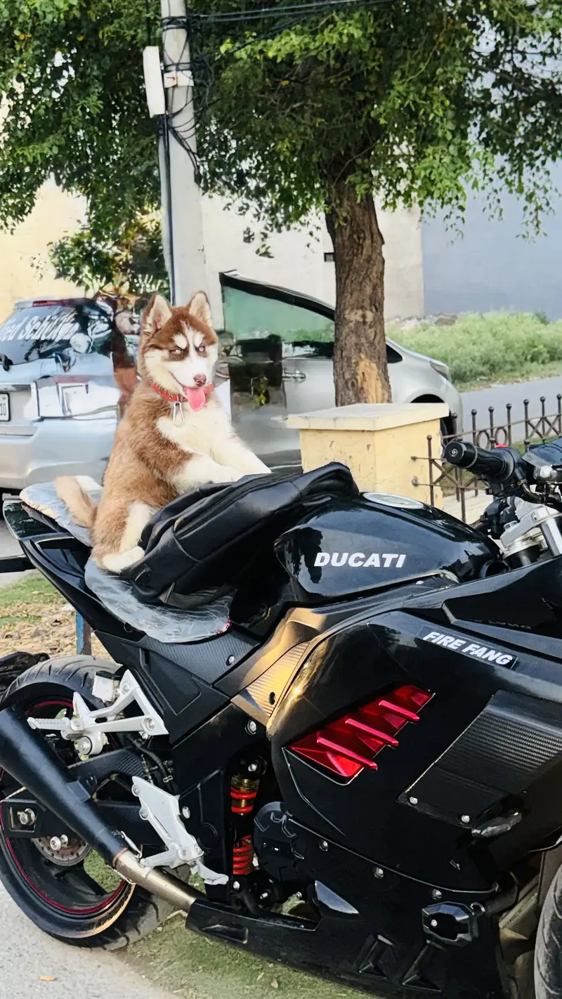 Want to sell my siberian husky Dog — photo 4