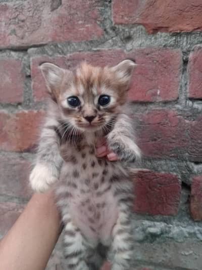 Parsian cat and baby for sale