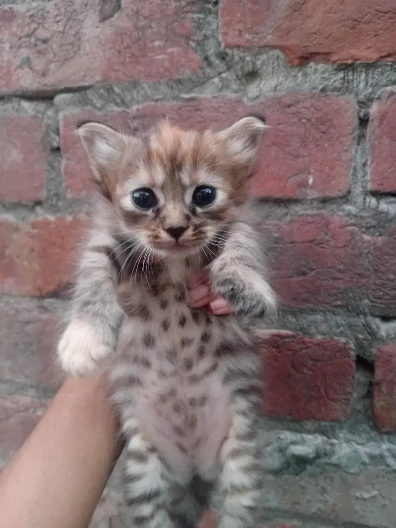 Parsian cat and baby for sale