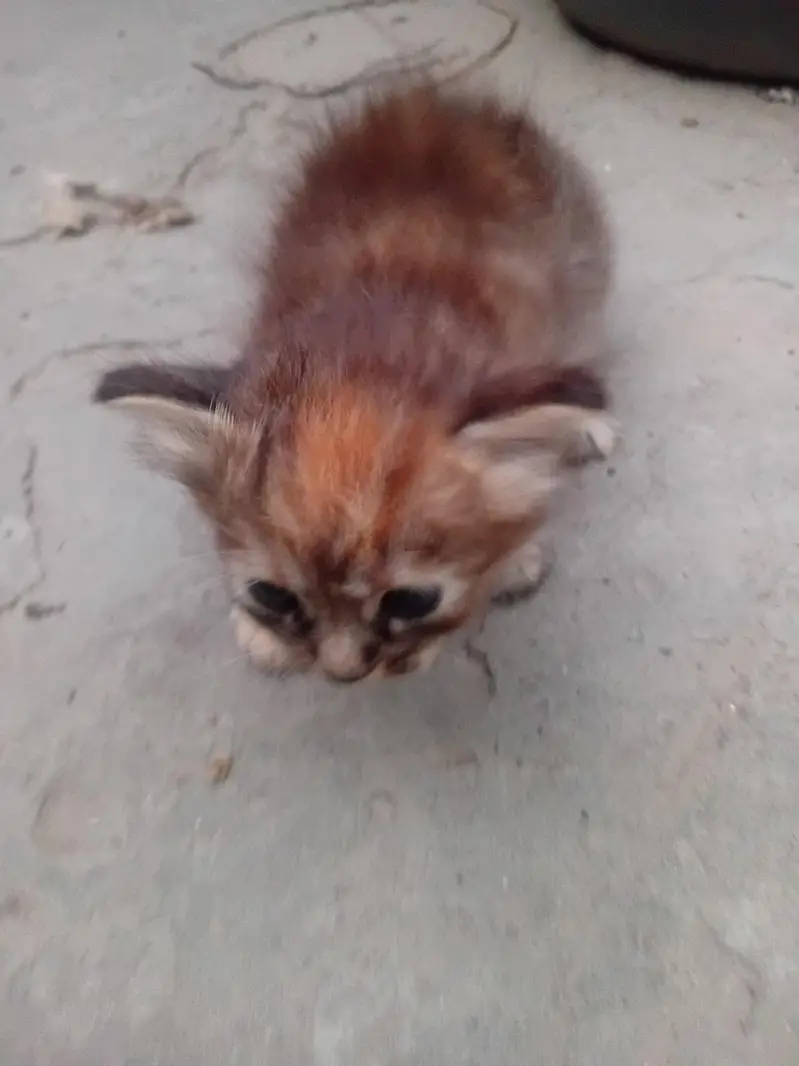 Parsian cat and baby for sale — photo 2