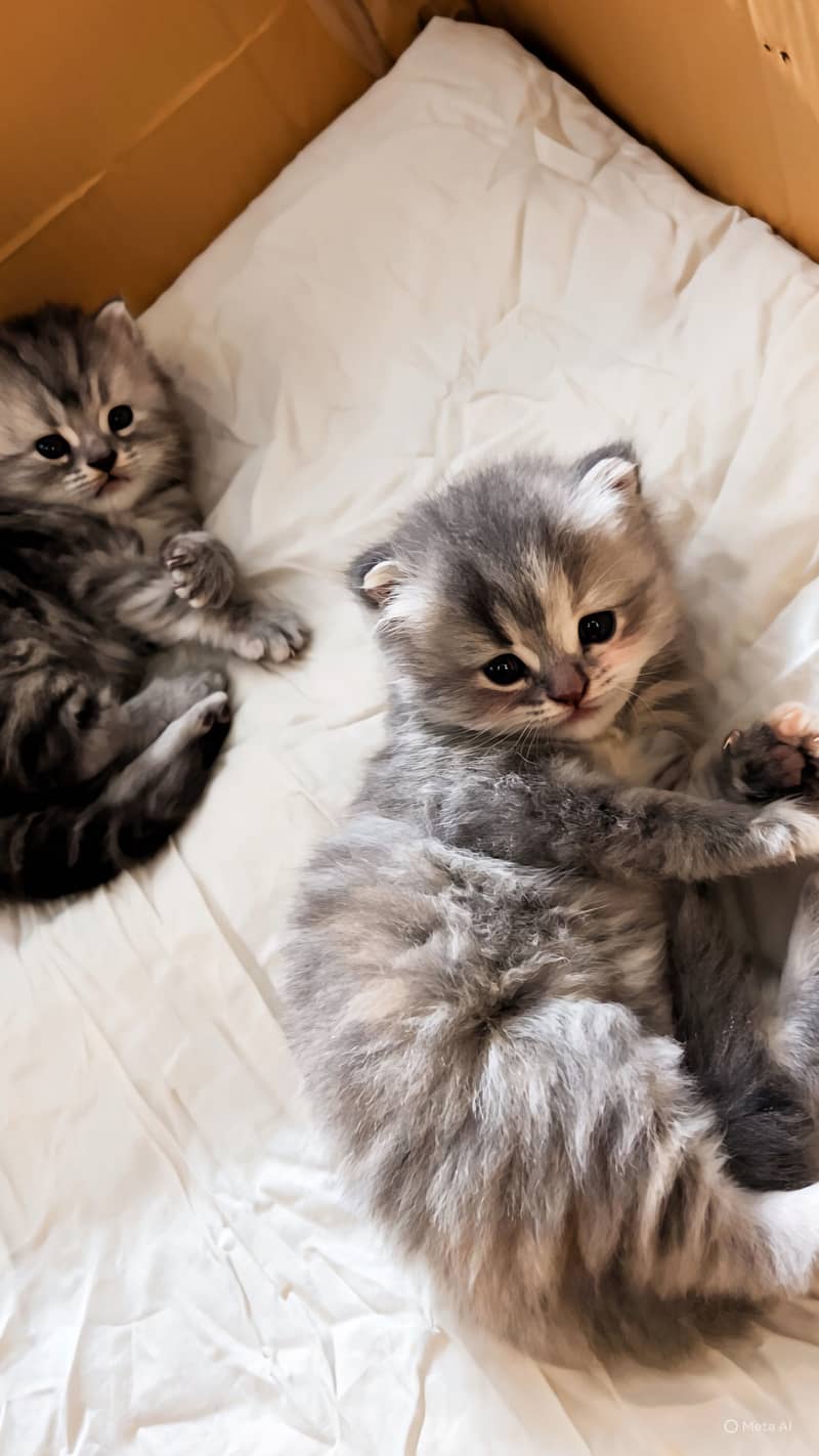 persian kittens 0