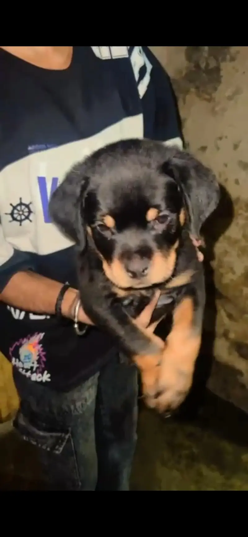 Rottweiler male puppy available