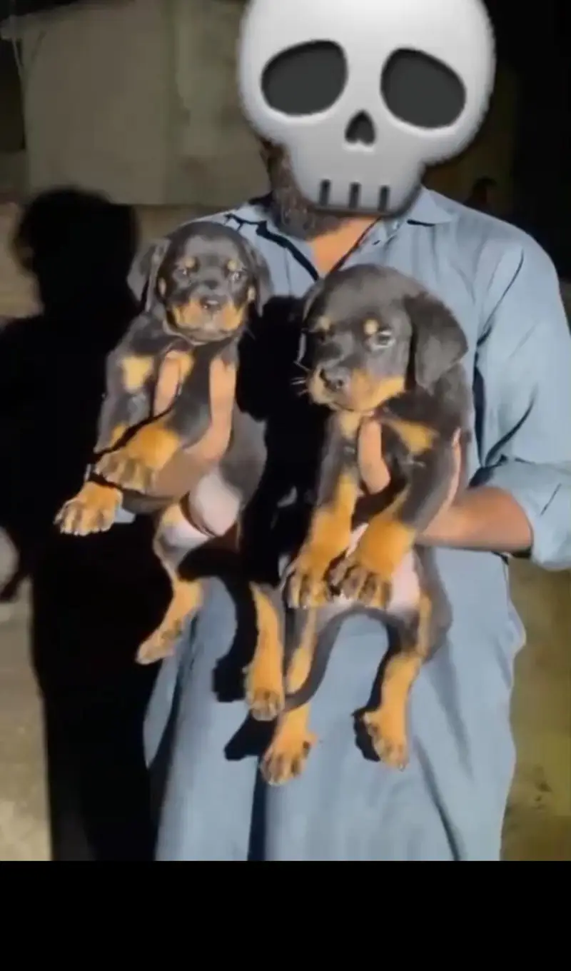 Rottweiler male puppy available — photo 2