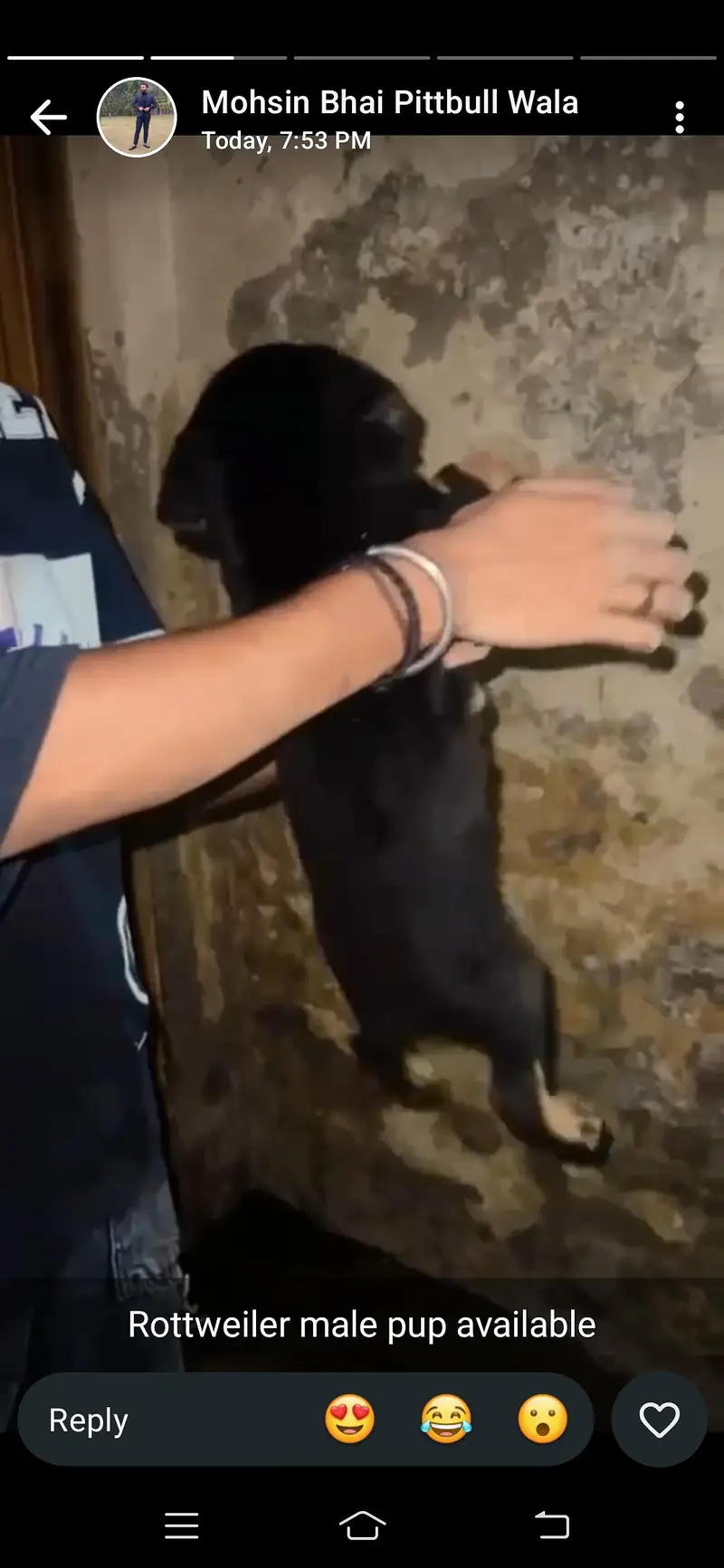 Rottweiler male puppy available — photo 3