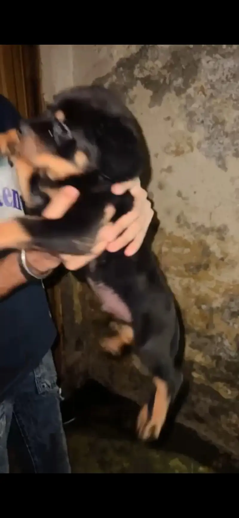 Rottweiler male puppy available — photo 4