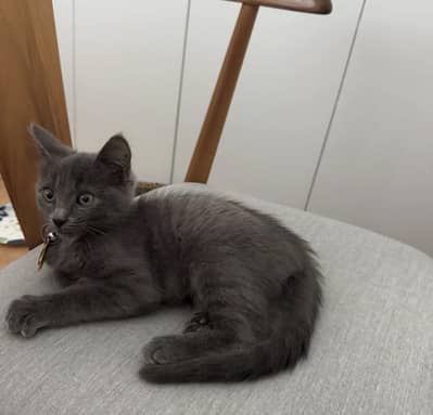 British Shorthair Kitten | Cat