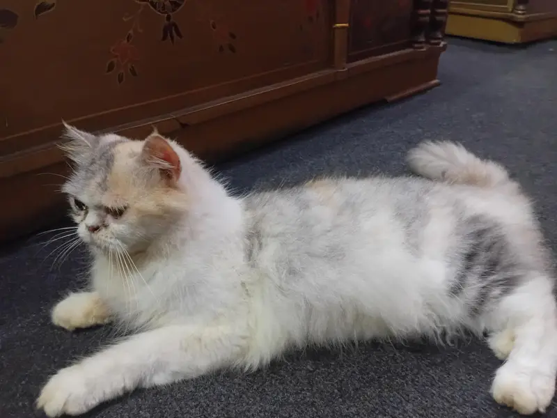 Parsian cat and baby for sale — photo 4