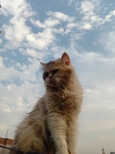 Parsian cat and baby for sale