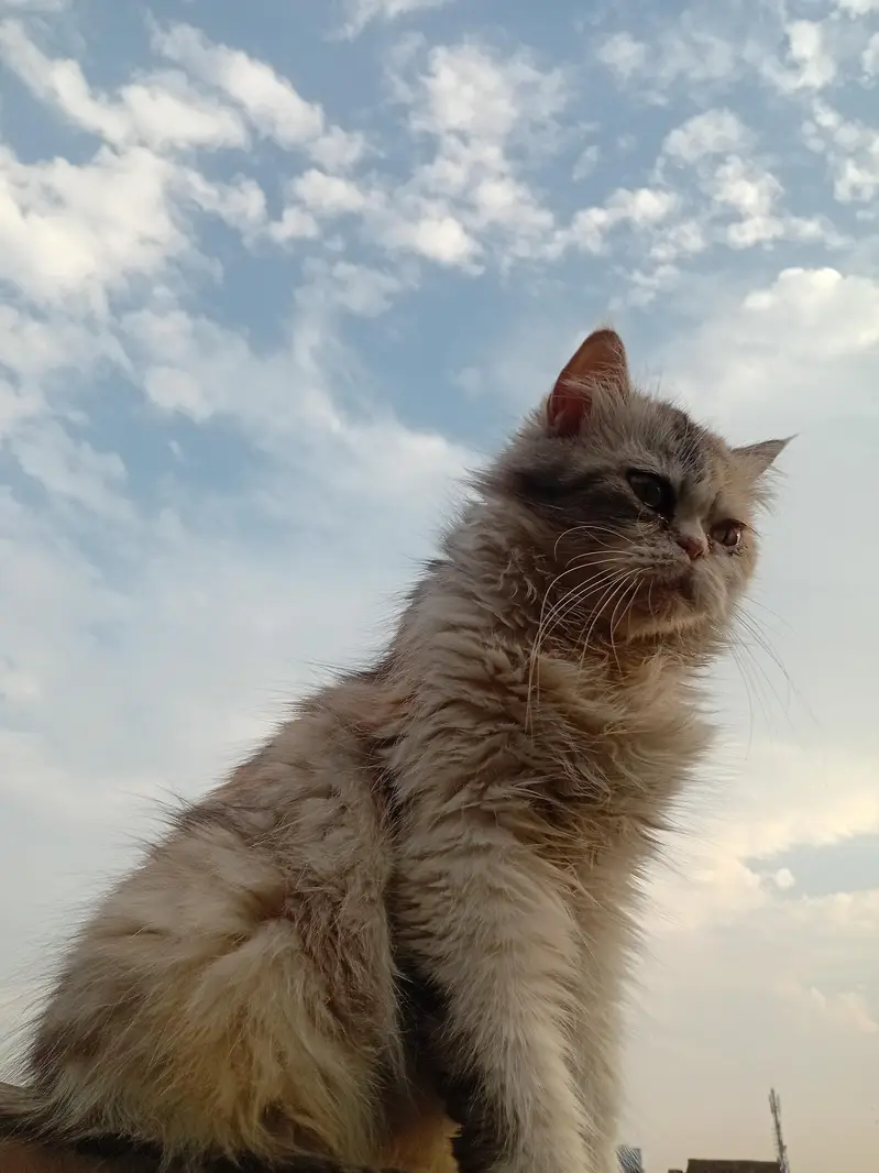 Parsian cat and baby for sale — photo 6
